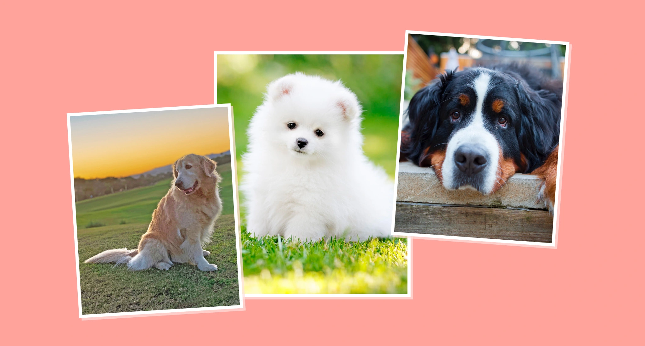 Fluffy Cute Small Dogs