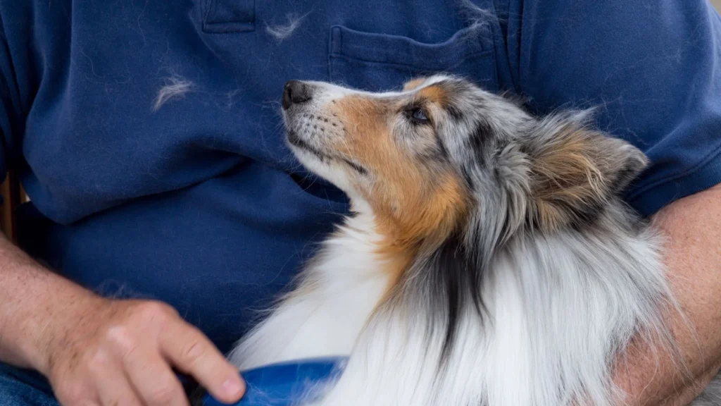 best foods to reduce shedding in dogs