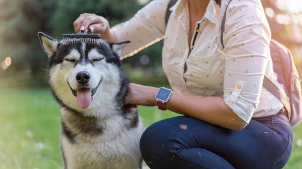 control dog shedding