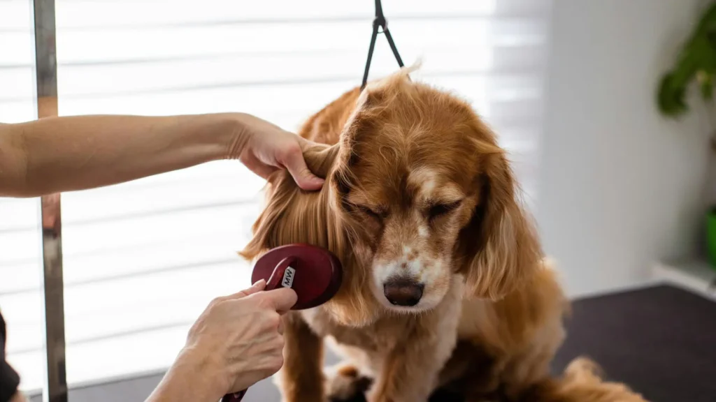 How to Control Dog Shedding: 10 Proven Tips That Actually Work