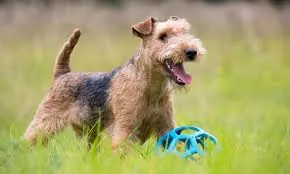 Lakeland Terrier