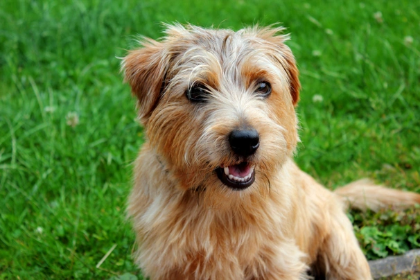 Norfolk Terrier