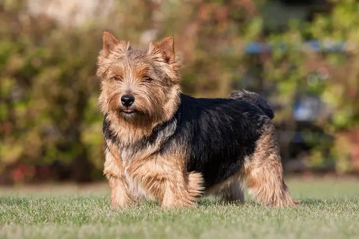 Norwich Terrier