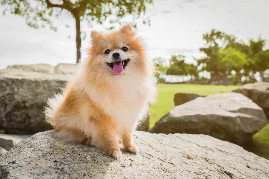 10 Fluffy Cute Small Dogs That Are Absolutely Irresistible