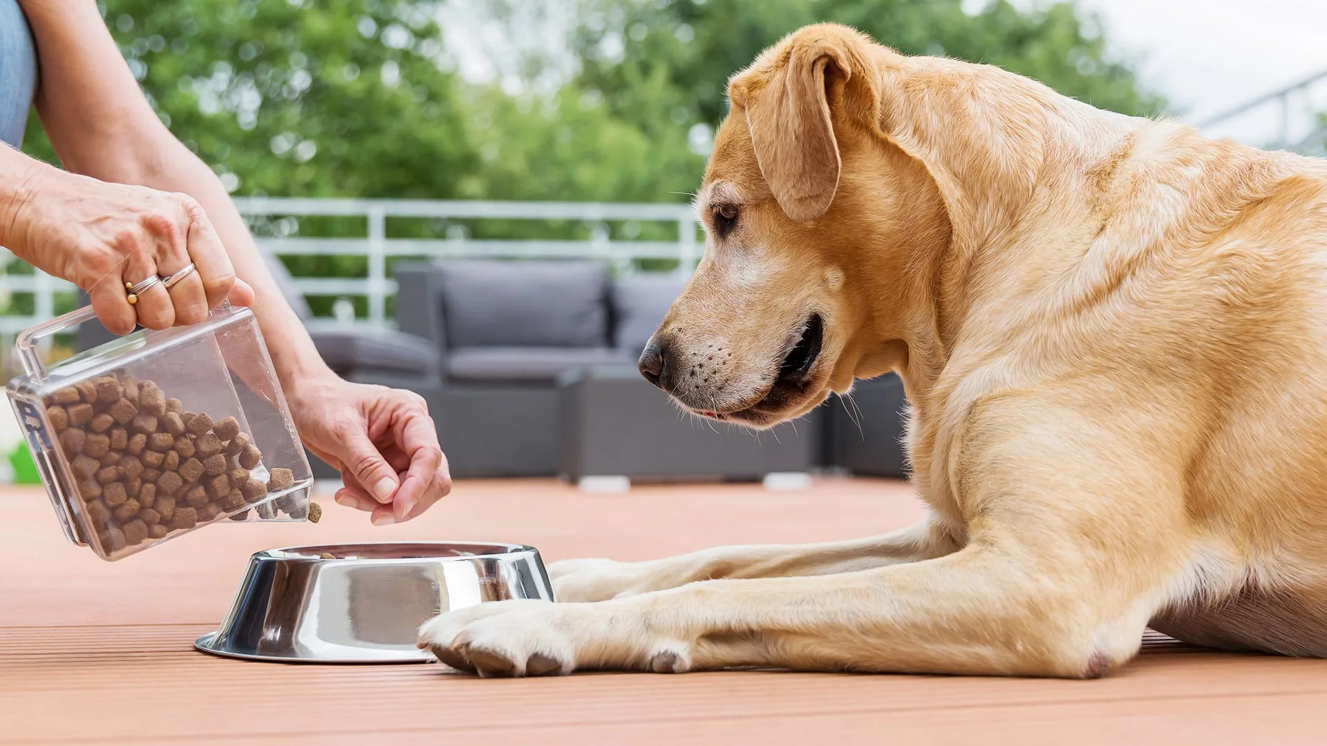 how to choose the right puppy food