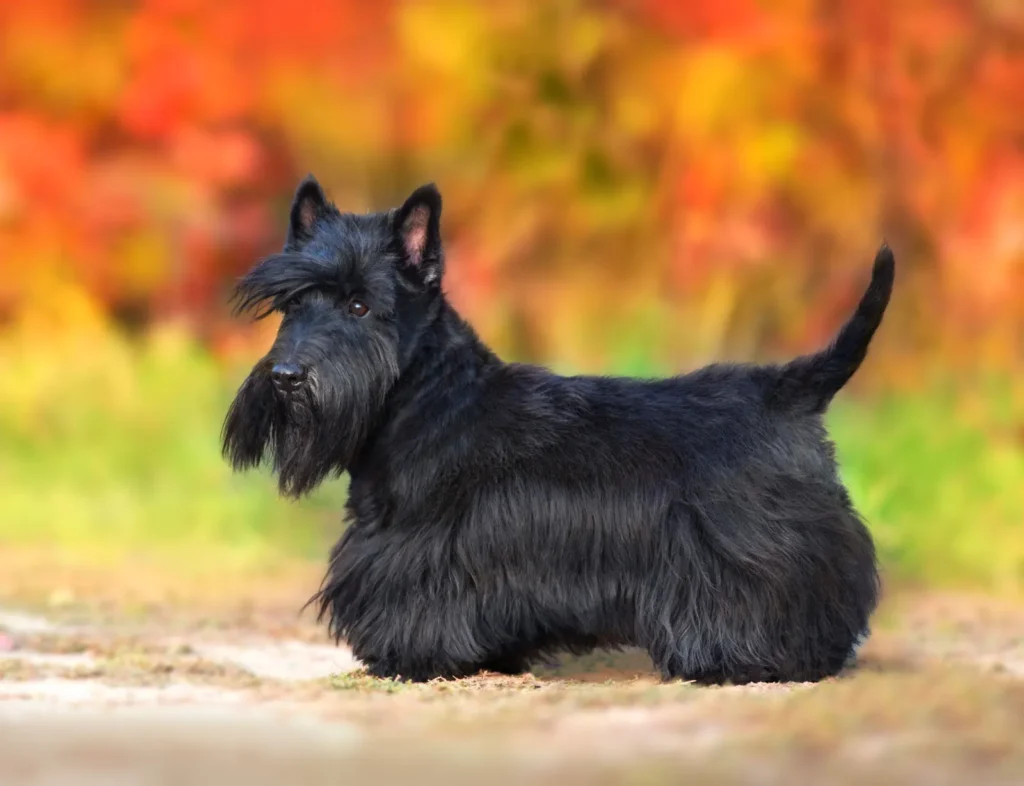 12 Small Shaggy Dog Breeds That Are Adorably Scruffy