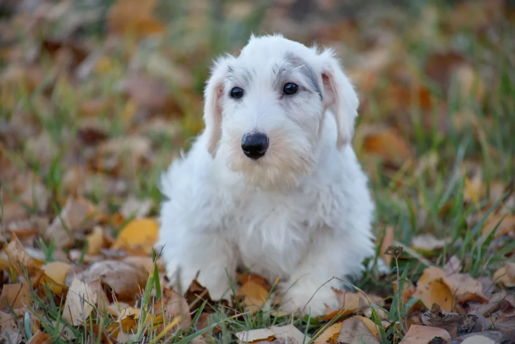 Sealyham Terrier