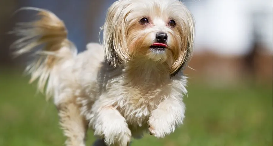 small shaggy dog breeds