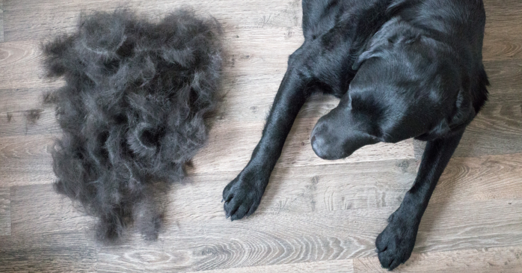 How to Stop Dog Shedding at Home: 8 Natural Remedies That Work