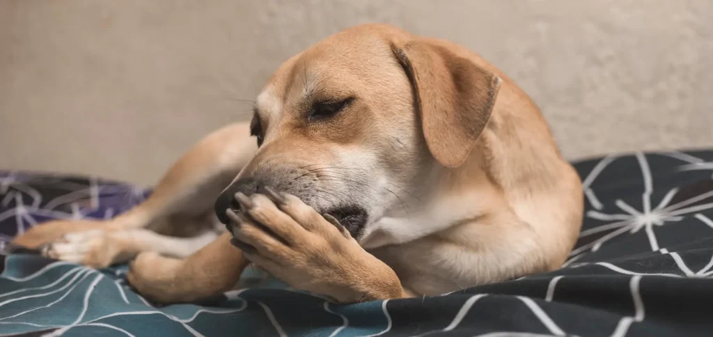 Why Is My Dog Licking Paws Constantly? Causes and How to Stop It