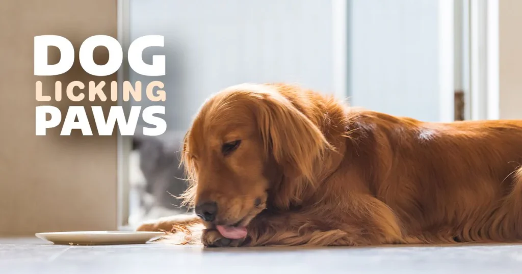 dog licking paws