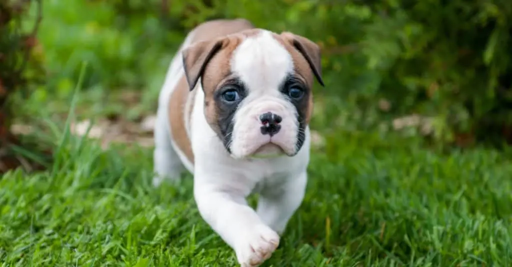 best guard dog breeds