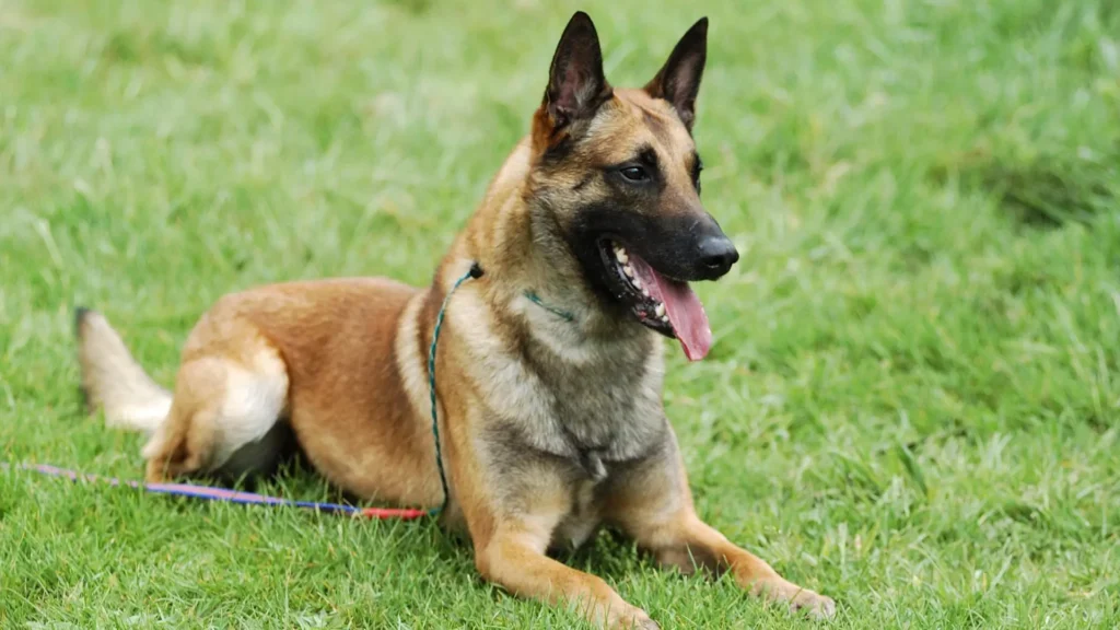 best guard dog breeds