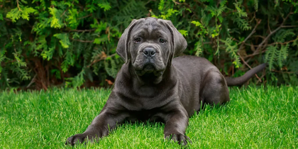 best guard dog breeds