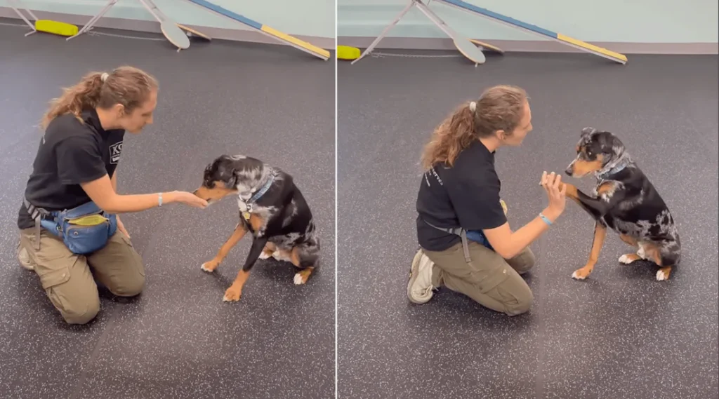 commands every dog should know
