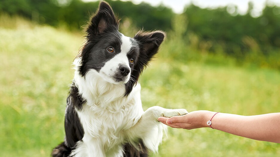 commands every dog should know