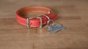 premium dog accessories