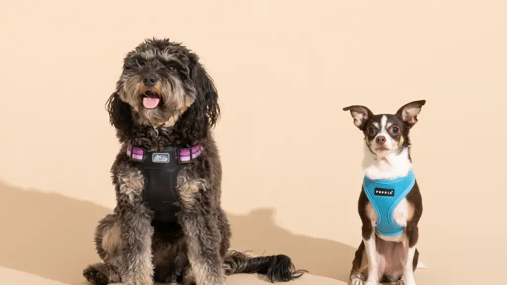 premium dog accessories
