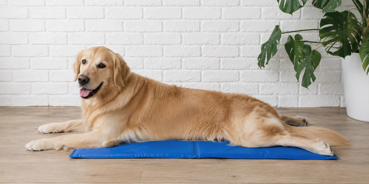 Best Dog Mats