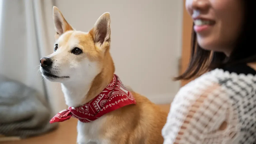 how to tie a dog bandana so it stays on