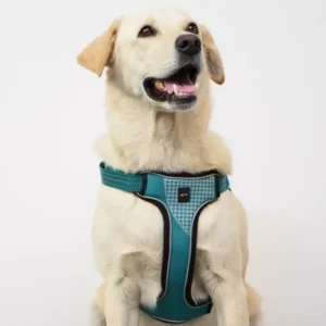 premium dog accessories