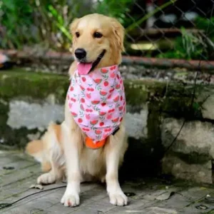 premium dog accessories