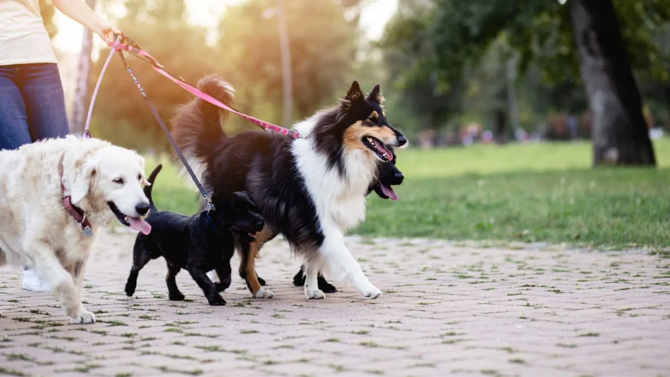 Dog-Walker
