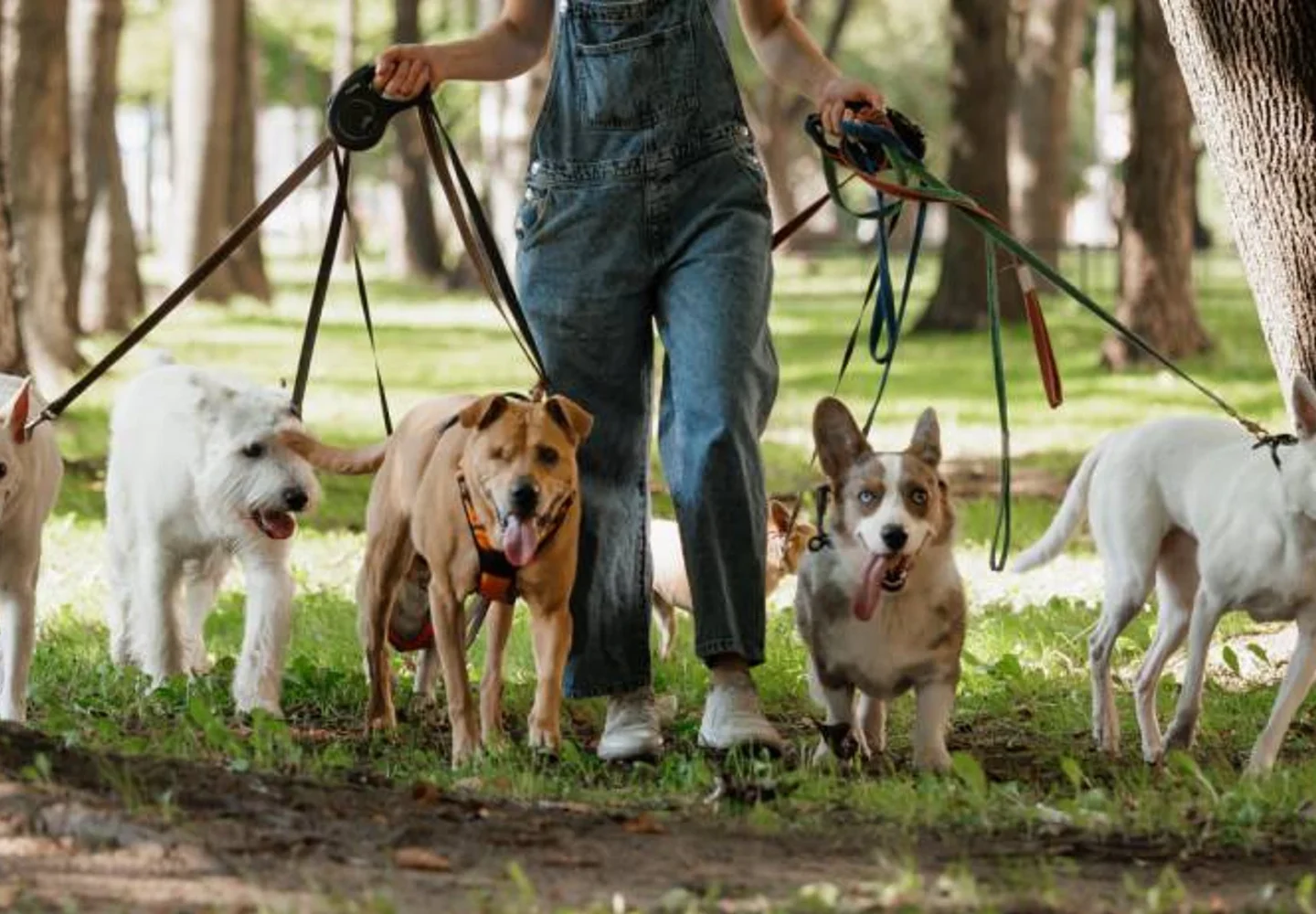 What Does A Dog Walker Do