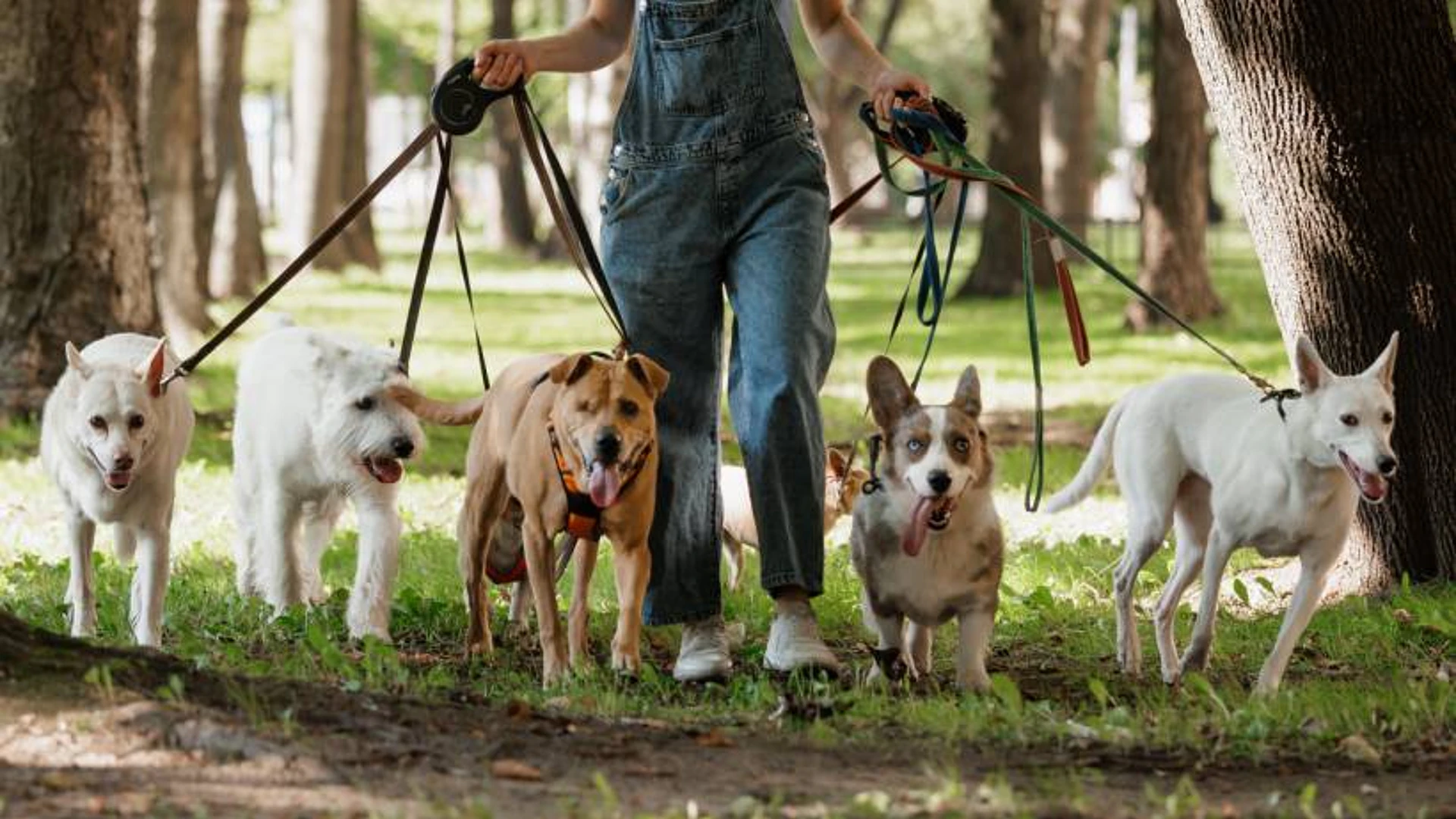 What Does A Dog Walker Do