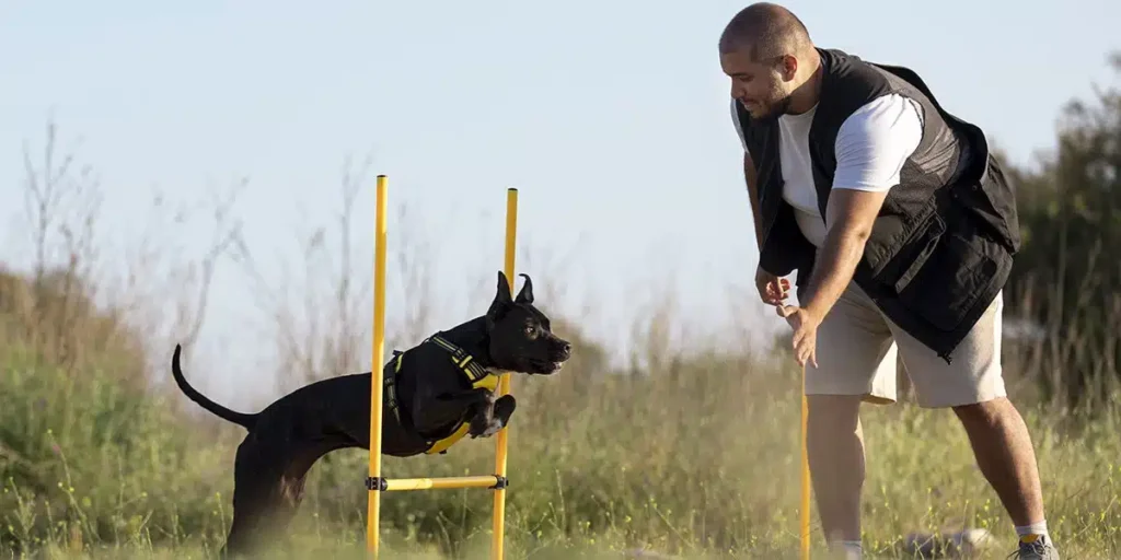 Dog Behaviour Training