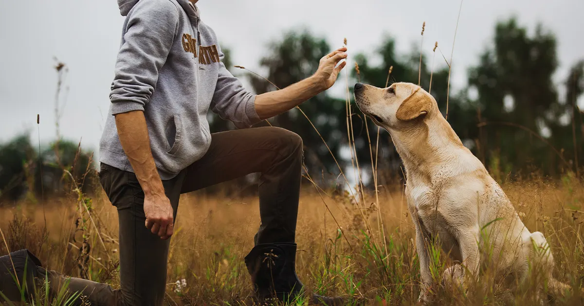 Dog Behaviour Training