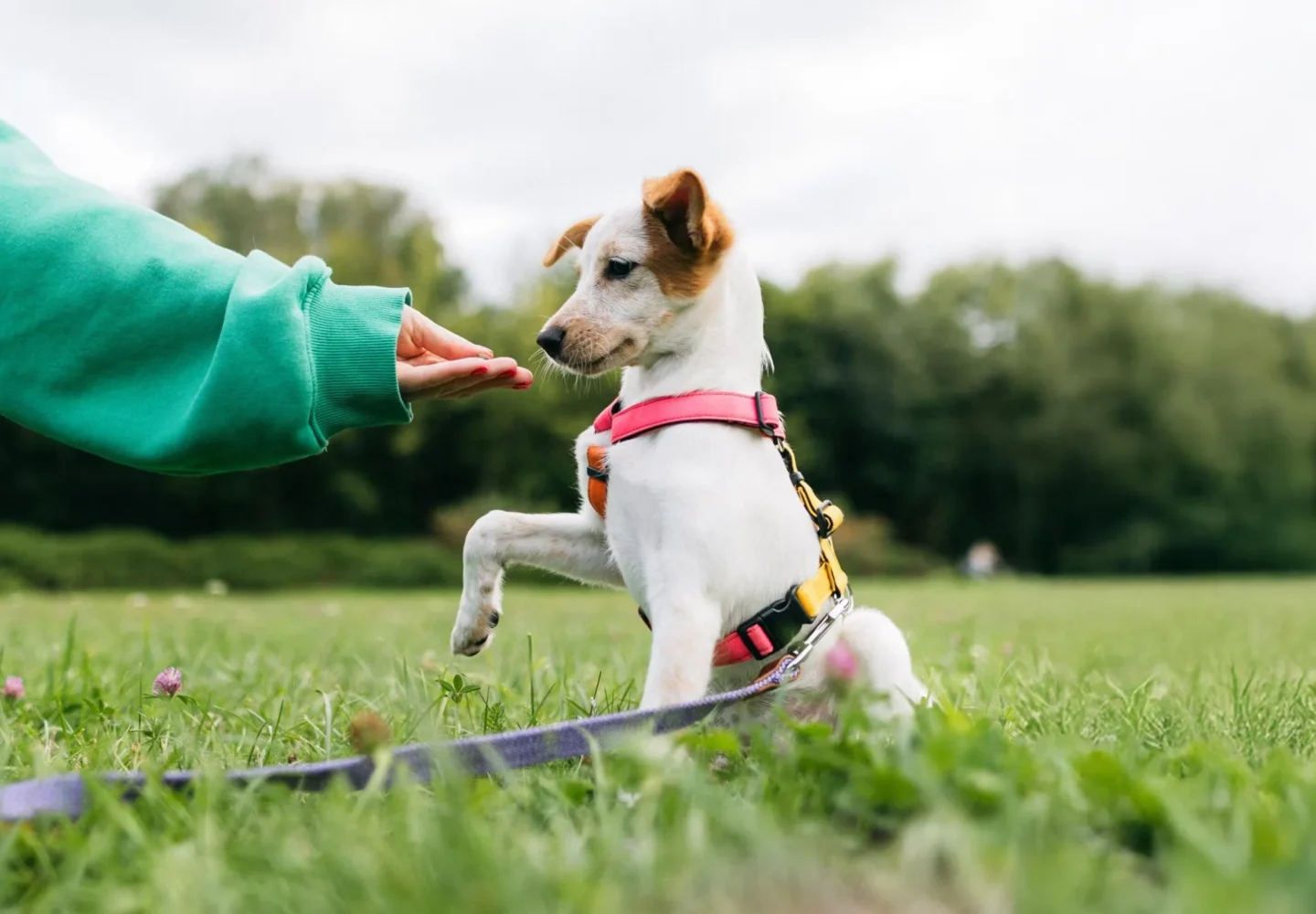 Dog Training