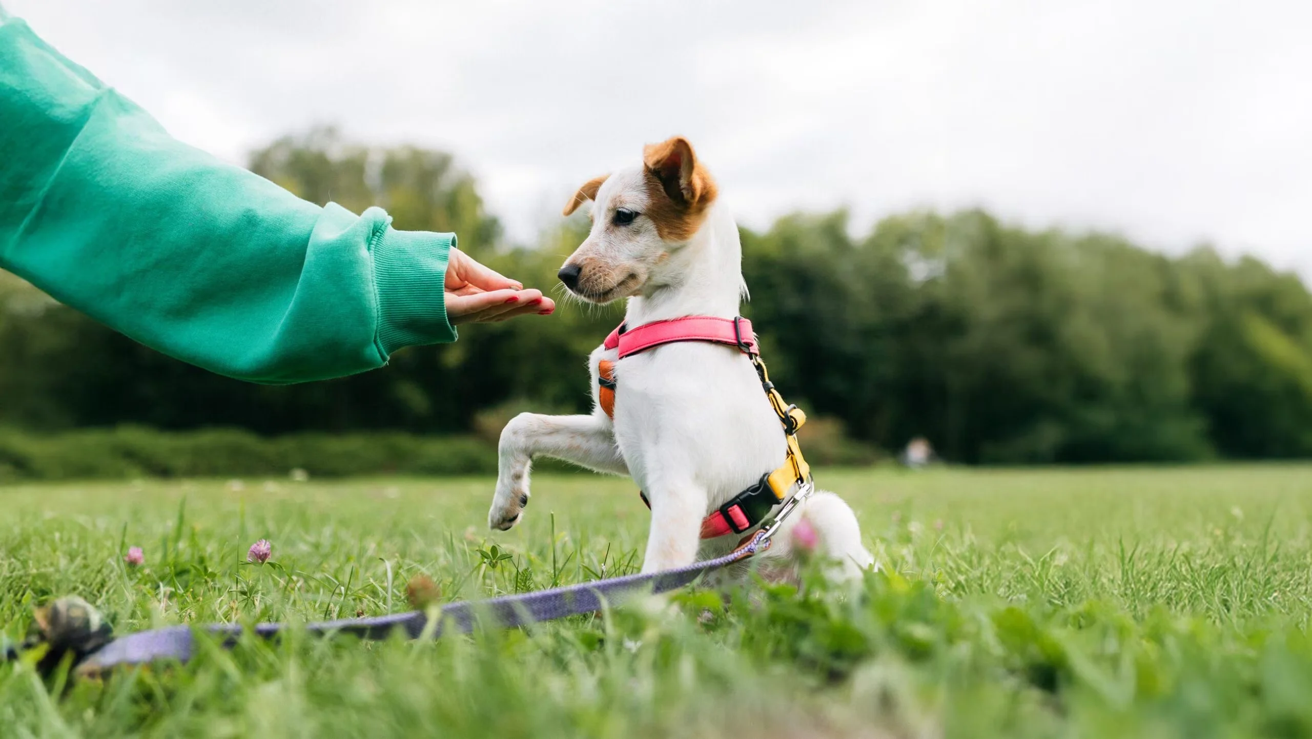 Dog Training