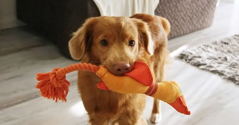 Best Interactive Dog Toys