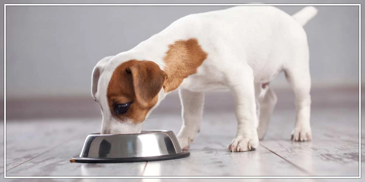 How To Take Care Of A Puppy