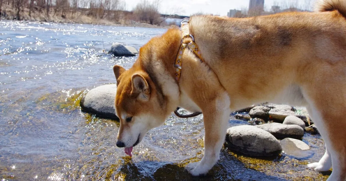 Older Dog Starts Drinking a Lot of Water