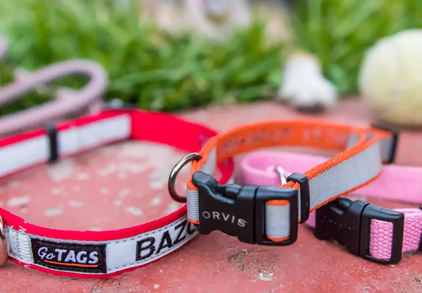 Best Dog Collars