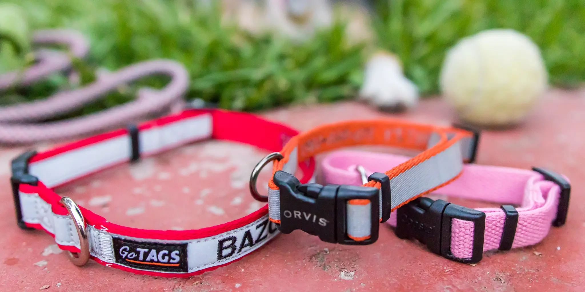 Best Dog Collars