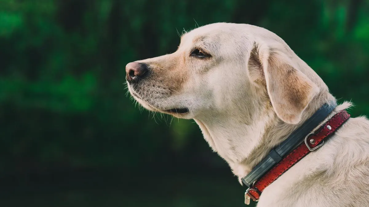 How to Choose the Right Collar for Your Dog