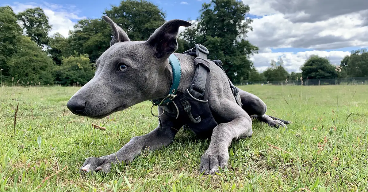How to Clean Dog Collars