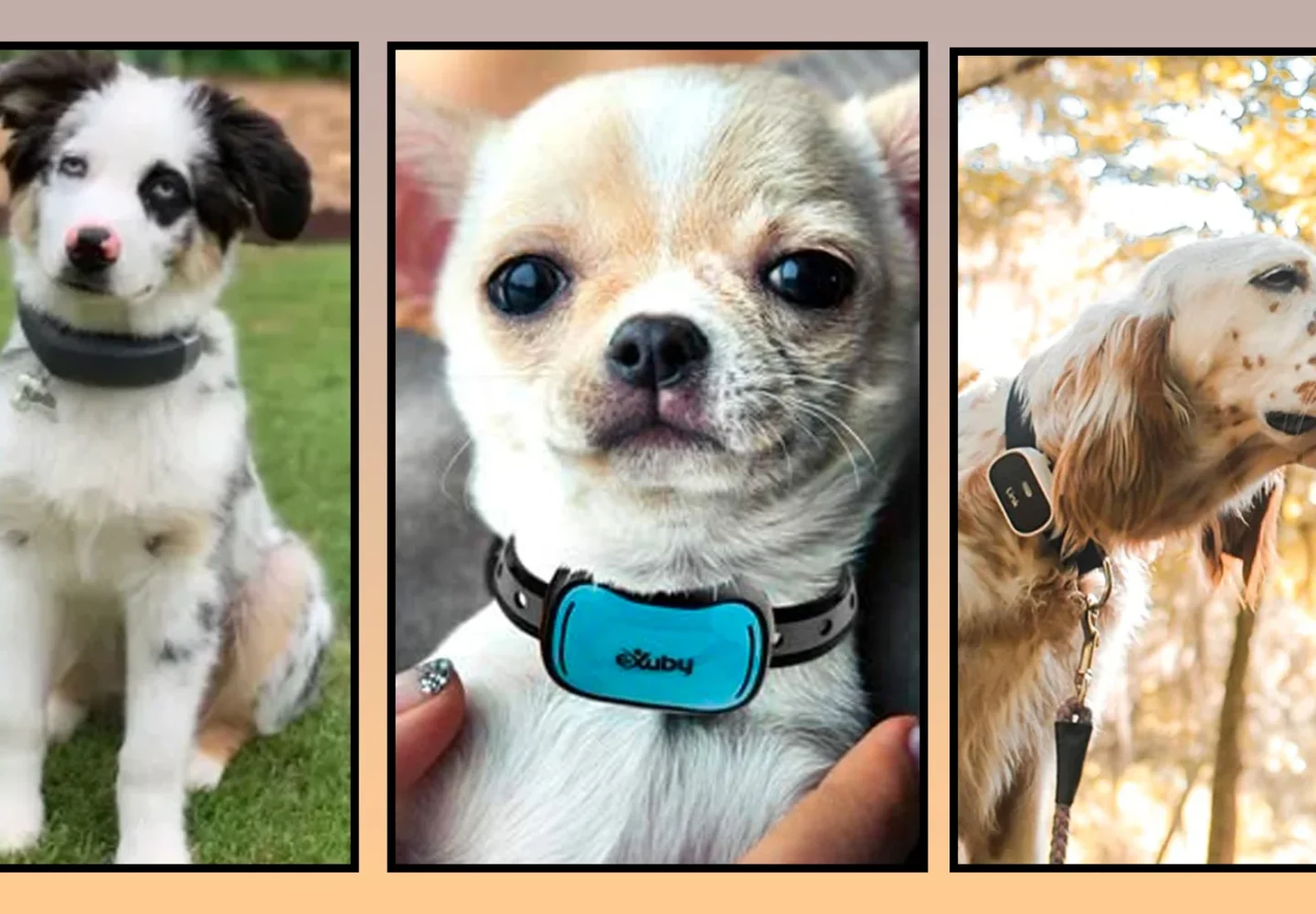 Training Collars vs Regular Collars