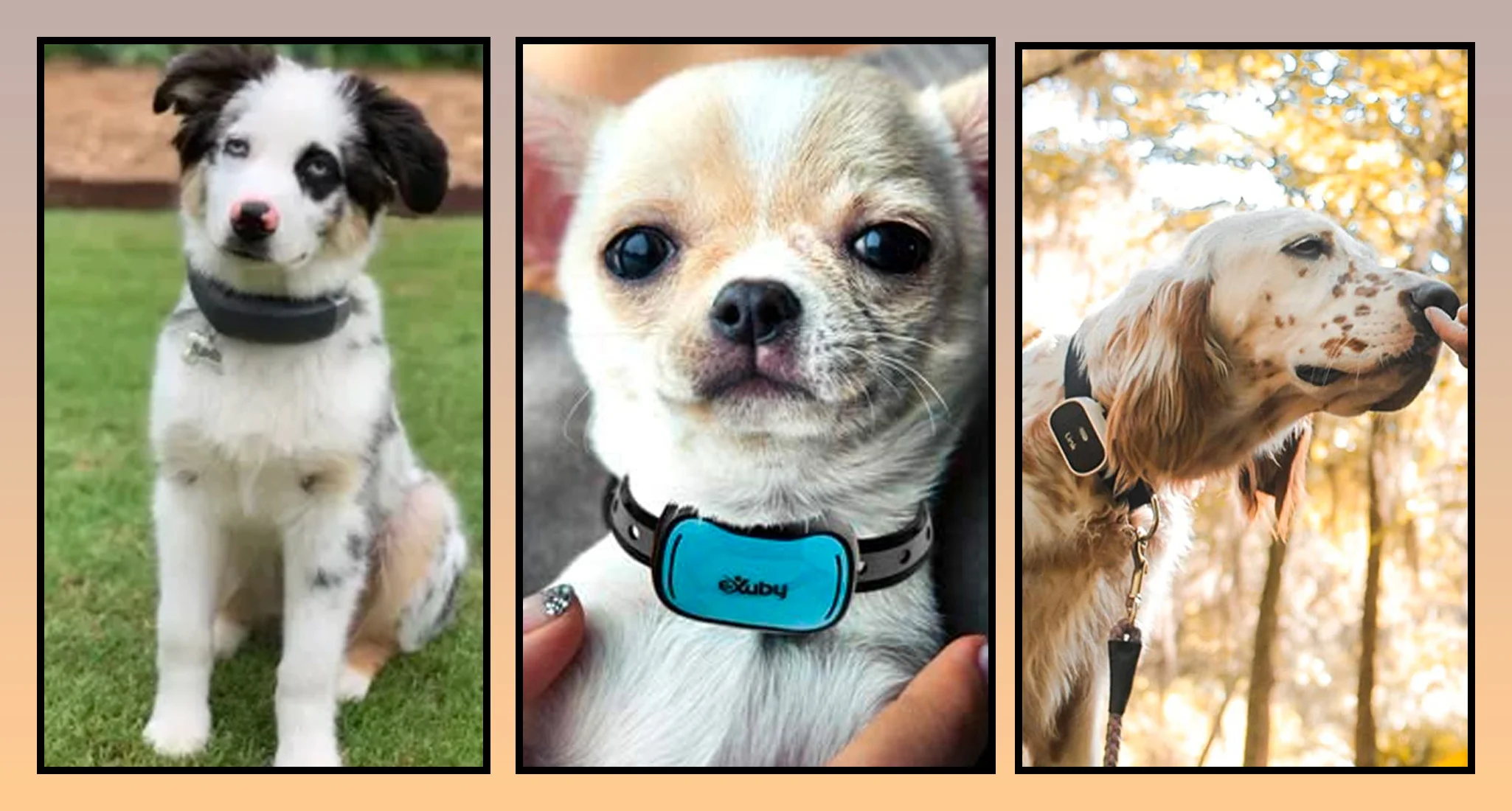 Training Collars vs Regular Collars
