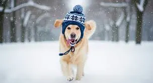 How to Keep Dogs Warm in Winter