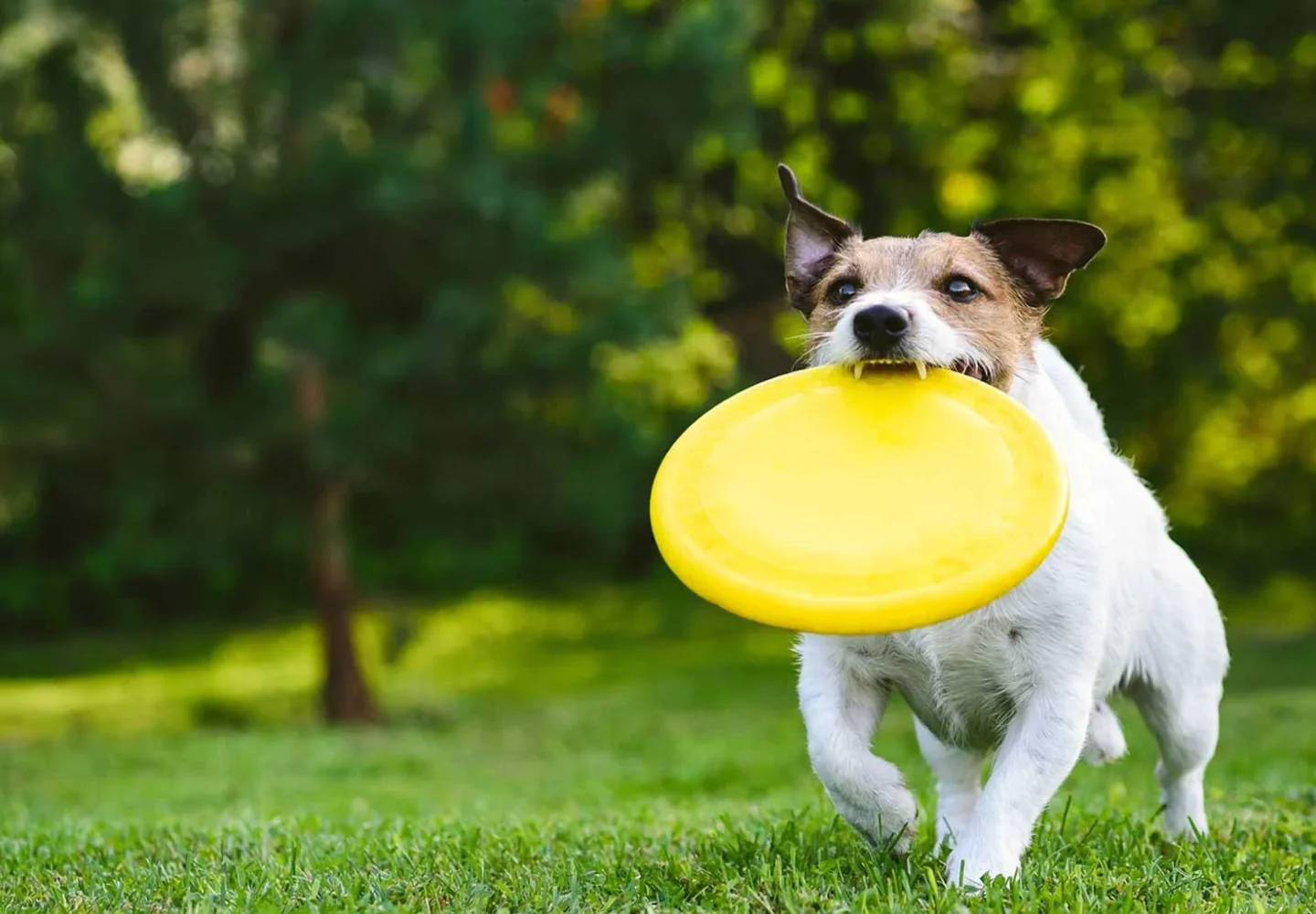 Why Exercising Is Important for Your Dog