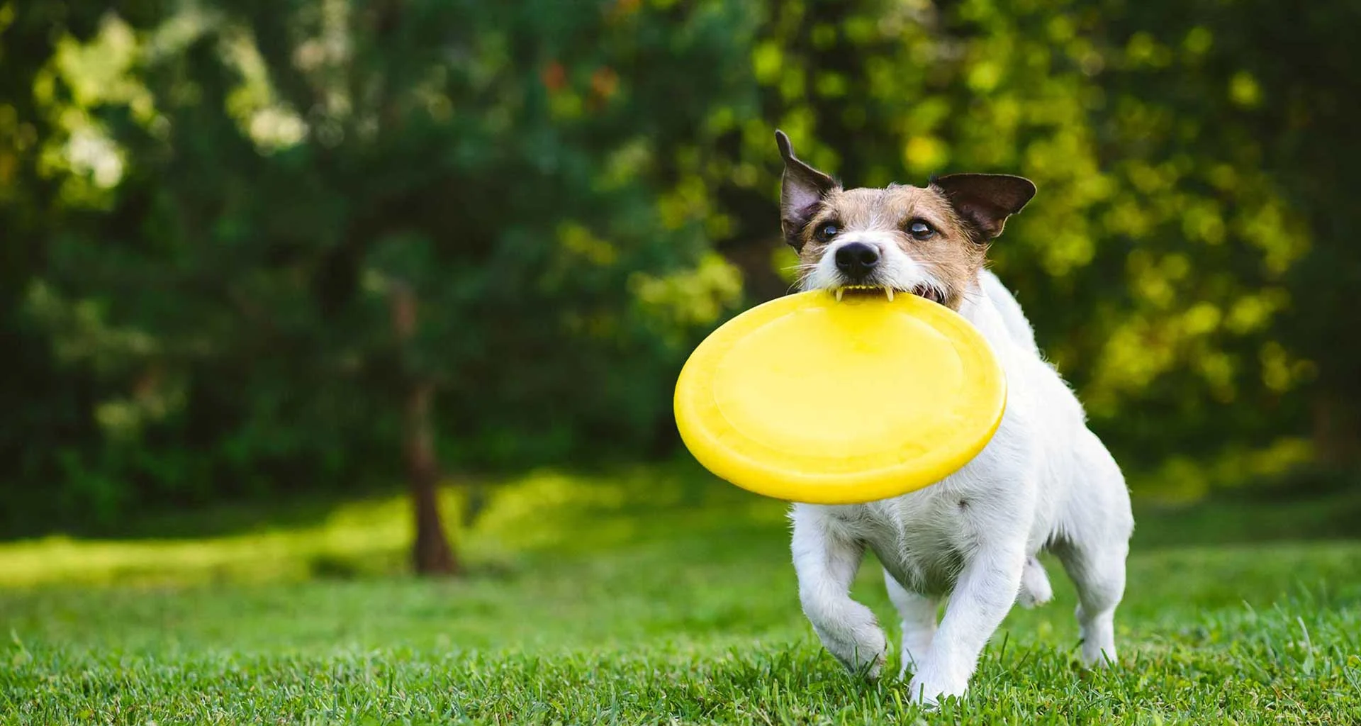 Why Exercising Is Important for Your Dog
