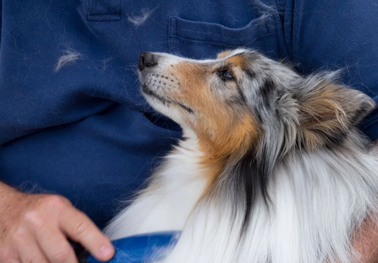 How to Control Dog Shedding at Home: Healthy Coat Care Tips