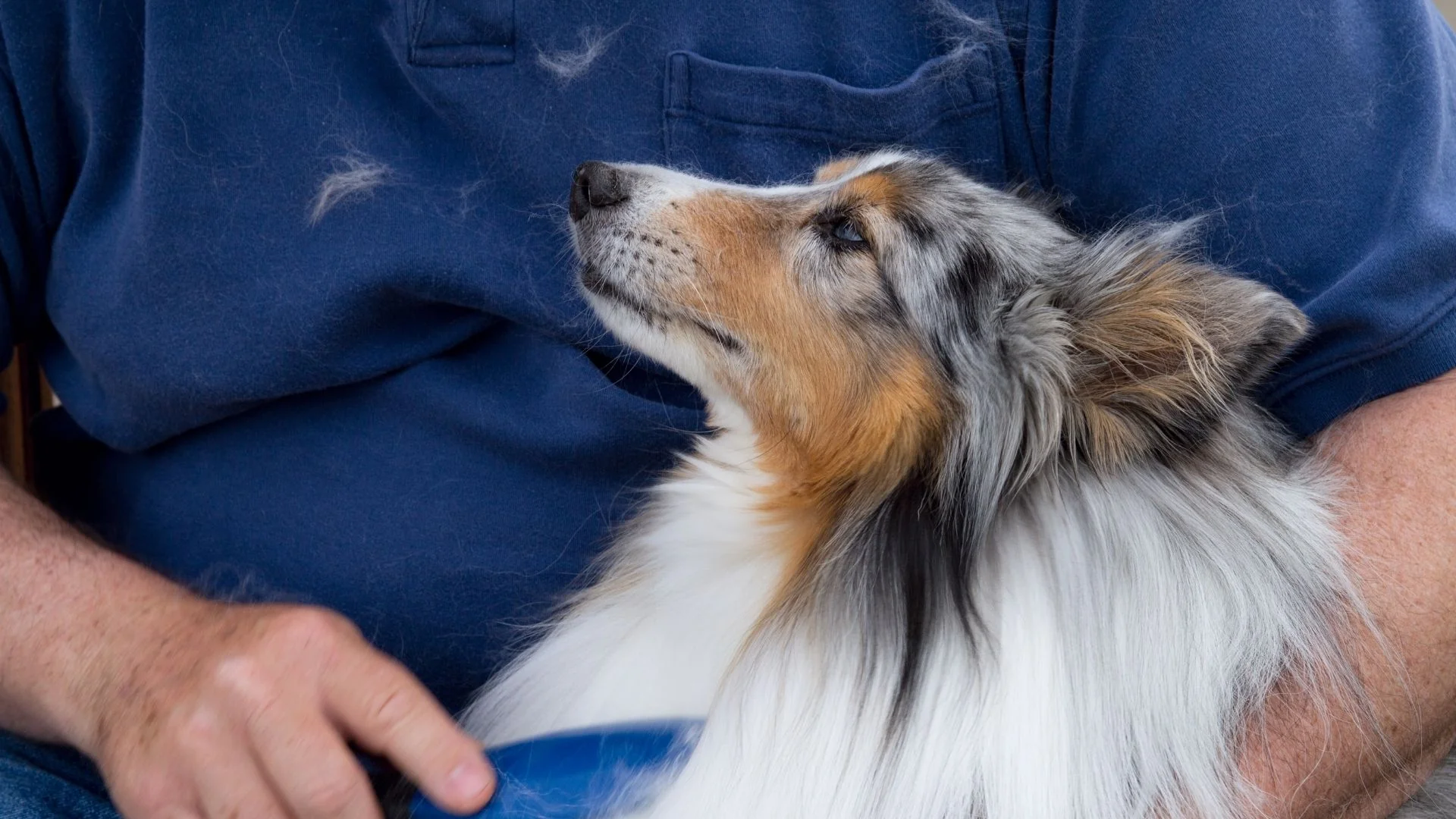 How to Control Dog Shedding at Home: Healthy Coat Care Tips