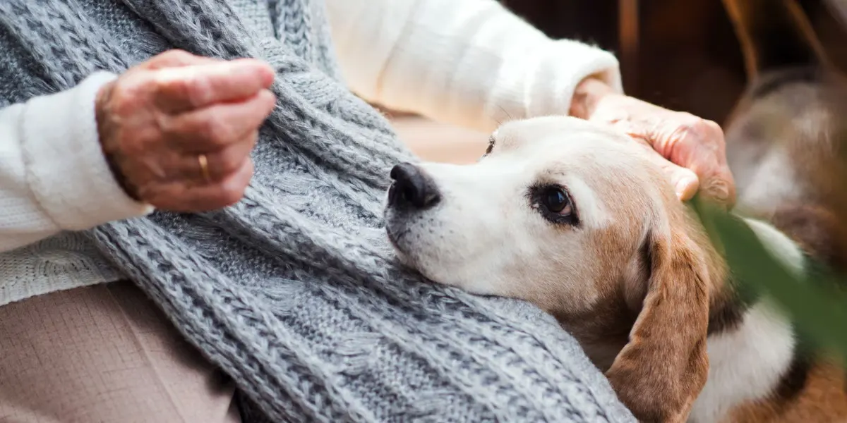 Senior Dog Care