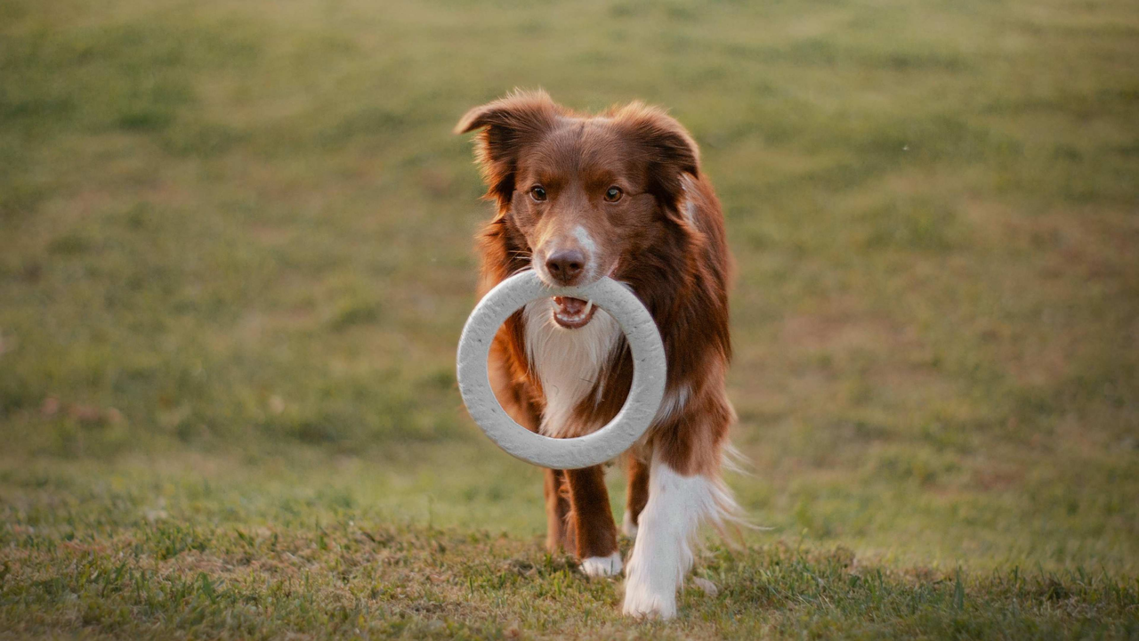 Best Interactive Dog Toys to Keep Dogs