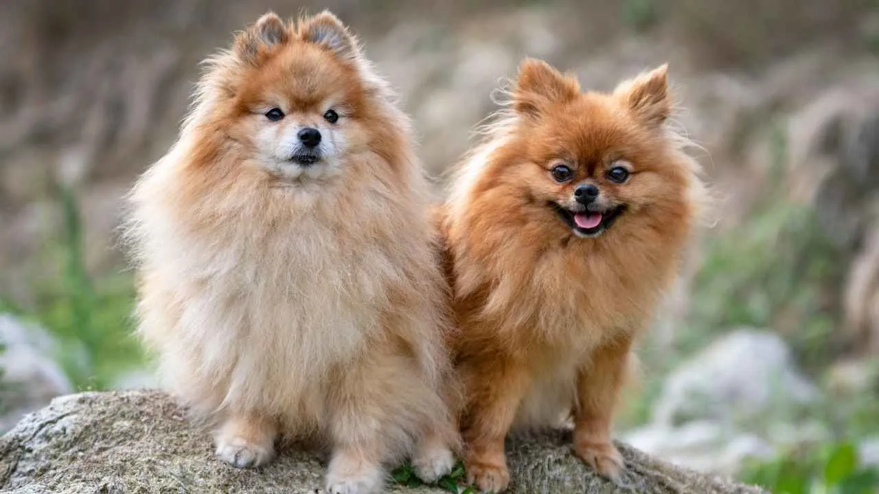 Fluffy Small Dog Breeds